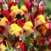 Löwenmäulchen Löwenmäulchen